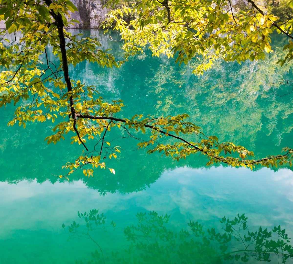 Lush green leaves over a tranquil turquoise lake, reflecting surrounding nature.